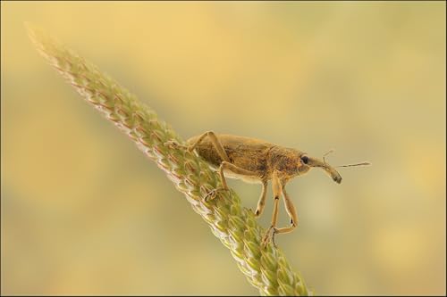 OZLHSP Puzzle 1500 Teile Insekten Curculionidae Tiere 87x57cm von OZLHSP