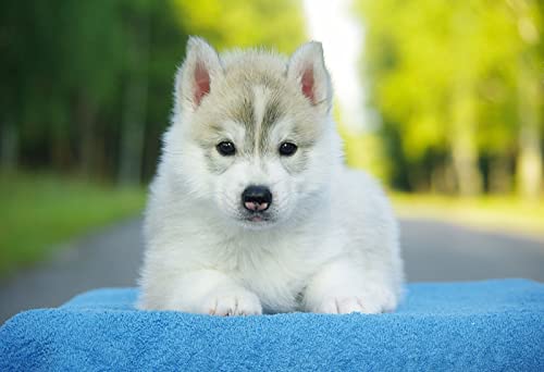 OZLHSP Puzzle 1500 Teile Kinder Husky-Welpen Tier 87x57cm von OZLHSP