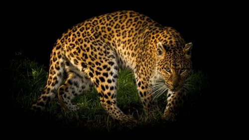 OZLHSP Puzzle 1500 Teile Weltkarte Leopardentier 87x57cm von OZLHSP