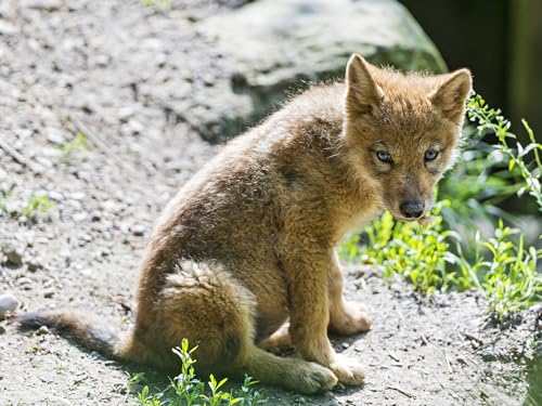 OZLHSP Puzzle 1500teile Kinder Welpen Wolf Tiere 87x57cm von OZLHSP