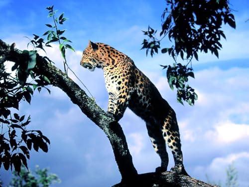 OZLHSP Puzzle 3D Kinder 3D Puzzle 500 Teile Leopard Großkatzen Tier 52x38cm von OZLHSP