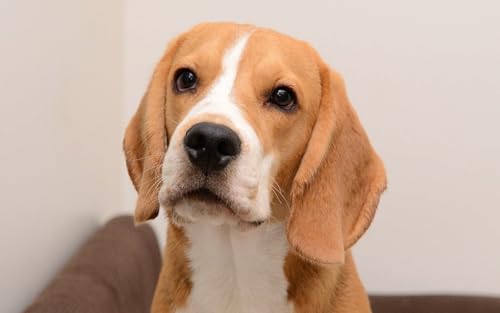 OZLHSP Puzzle 3D Puzzle 1000 Teile Beagle-Tiere 75x50cm von OZLHSP