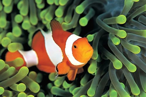OZLHSP Puzzle 3D Puzzle 1500 Teile Fische Tiere 87x57cm von OZLHSP