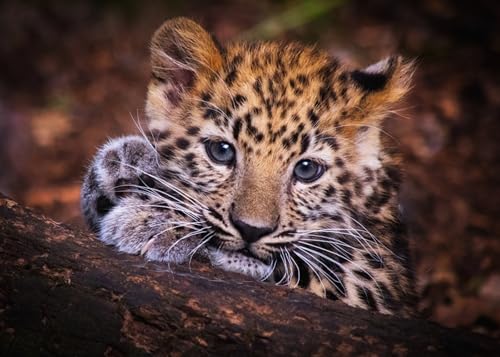 OZLHSP Puzzle 3D Puzzle 1500 Teile Leoparden 87x57cm von OZLHSP