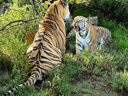 OZLHSP Puzzle 3D Puzzle 1500 Teile Tiger Großkatzen Tier 87x57cm von OZLHSP
