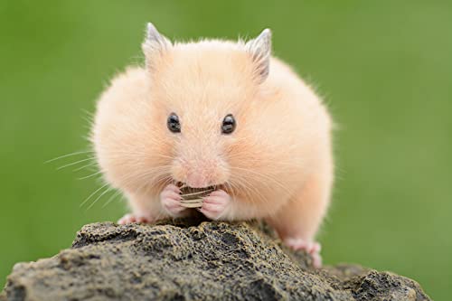 OZLHSP Puzzle 500 Teile Erwachsene Hamster Nagetiere Tiere 52x38cm OZLHSP Puzzle 500 Teile Erwachsene Hamster Nagetiere Tiere 52x38cm von OZLHSP
