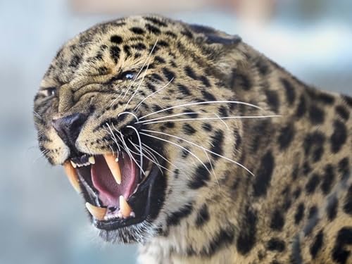 OZLHSP Puzzle 500 Teile Jungen Leopardentier 52x38cm von OZLHSP
