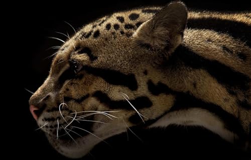 OZLHSP Puzzle 500 Teile Kinder Leoparden Großkatzen Tier 52x38cm von OZLHSP
