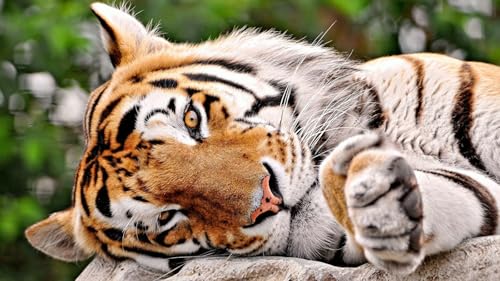 OZLHSP Puzzle 500 Teile Tiere Tiger Große Tiere 52x38cm von OZLHSP
