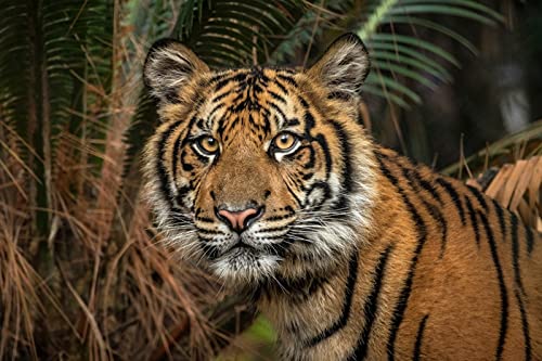 OZLHSP Puzzle 500 Teile Tiere Tiger Tier 52x38cm von OZLHSP