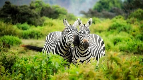 OZLHSP Puzzle 500 Teile Weihnachten Zebras Tier 52x38cm von OZLHSP