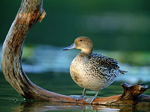 OZLHSP Puzzle Erwachsene 500 Teile Enten Tiere 52x38cm von OZLHSP