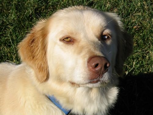 OZLHSP Puzzle Escape Room 1000 Teile Retriever Tiere 75x50cm von OZLHSP