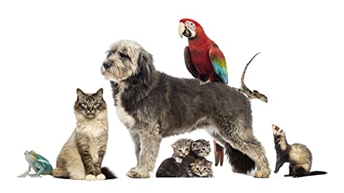 OZLHSP Puzzle Escape Room 1500 Teile Kätzchen Katze Frösche Papageien Eidechsen 87x57cm OZLHSP Puzzle Escape Room 1500 Teile Kätzchen Katze Frösche Papageien Eidechsen 87x57cm von OZLHSP