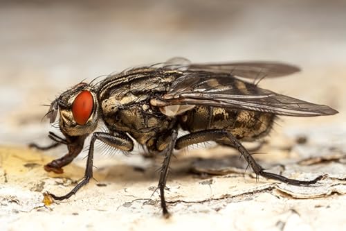 OZLHSP Puzzle Game 1000 Teile Fliegen Insekten Tiere 75x50cm von OZLHSP