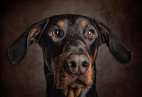 OZLHSP Puzzle Game 500 Teile Pinscher Österreichische Brandlbracke-Tiere 52x38cm von OZLHSP