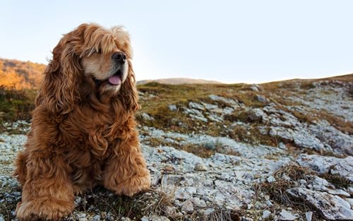 OZLHSP Puzzle Impossible Puzzle 1000 Teile Cocker Spaniel Tiere 75x50cm von OZLHSP