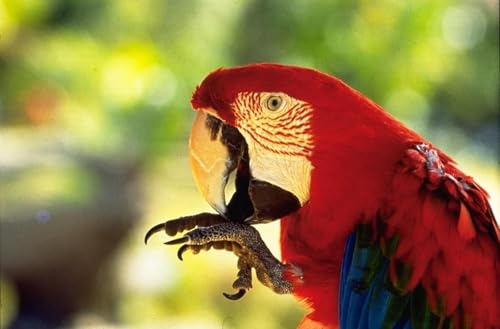 OZLHSP Puzzle Impossible Puzzle 500 Teile Tiere Papageien Ara 52x38cm von OZLHSP