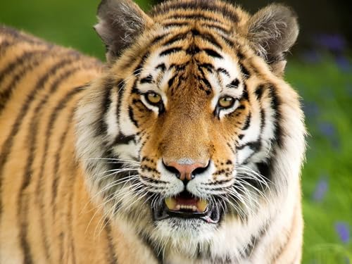 OZLHSP Puzzle Impossible Puzzle 500 Teile Tiger Großkatzen Tier 52x38cm von OZLHSP