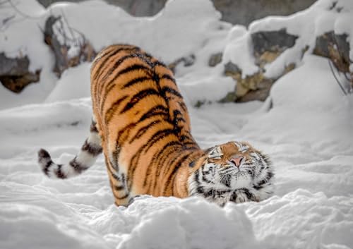 OZLHSP Puzzle Junge 3D Puzzle 500 Teile Tigertier 52x38cm von OZLHSP