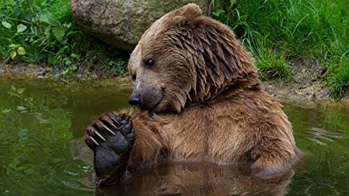OZLHSP Puzzle Jungen 3D Puzzle 1000 Teile Grizzlybären Tiere 75x50cm von OZLHSP