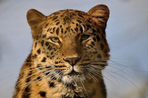 OZLHSP Puzzle Jungen 3D Puzzle 1000 Teile Leopard Große Tiere 75x50cm von OZLHSP