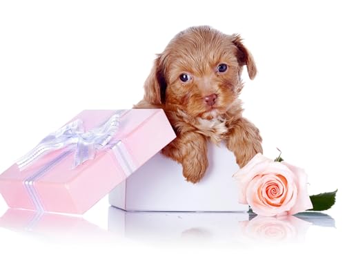 OZLHSP Puzzle Kinder 3D Puzzle 1000 Teile Welpen Retriever Box Tiere 75x50cm OZLHSP Puzzle Kinder 3D Puzzle 1000 Teile Welpen Retriever Box Tiere 75x50cm von OZLHSP