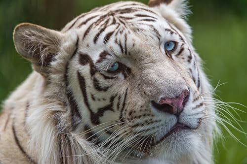 OZLHSP Puzzle Kinder 500teile Kinder Tiger Großkatzen 52x38cm von OZLHSP