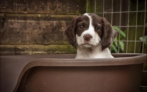 OZLHSP Puzzle Natur 3D Puzzle 1500 Teile Spaniel-Tiere 87x57cm von OZLHSP