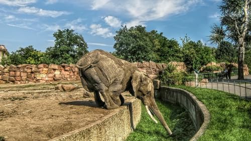 OZLHSP Puzzle Natur 3D Puzzle 500 Teile Elefanten Tiere 52x38cm von OZLHSP