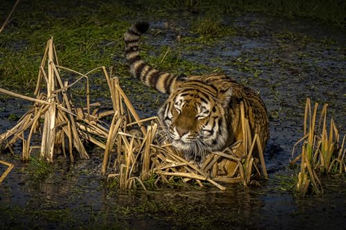OZLHSP Puzzle Natur 3D Puzzle 500 Teile Tiger Große Tiere 52x38cm von OZLHSP