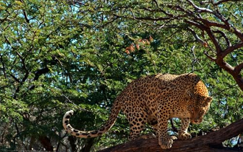 OZLHSP Puzzle Weihnachten 1500 Teile Leopard Große Tiere 87x57cm von OZLHSP
