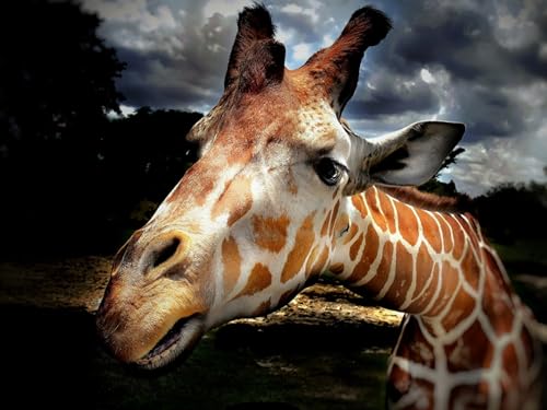 OZLHSP Puzzle Weihnachten Puzzle 1000 Teile Giraffentiere 75x50cm von OZLHSP