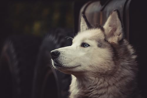 OZLHSP Puzzle Weihnachten Puzzle 1500 Teile Husky-Tier 87x57cm von OZLHSP
