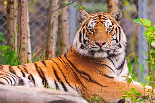 OZLHSP Puzzle Weihnachten Puzzle 500 Teile Tiger Große Tiere 52x38cm von OZLHSP