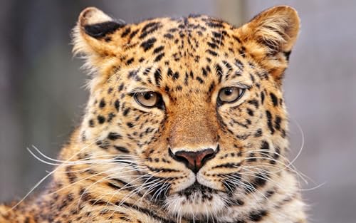 OZLHSP Puzzle Welt Puzzel 1000 Teile Leoparden Große Tiere 75x50cm von OZLHSP