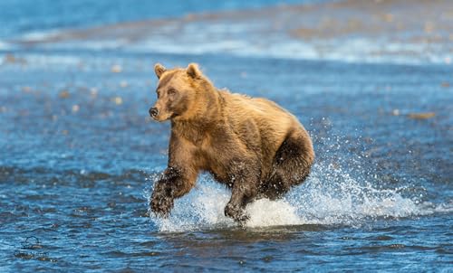 OZLHSP Puzzle Welt Puzzel 500 Teile Grizzlybär 52x38cm von OZLHSP