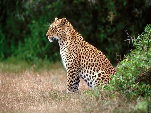 OZLHSP Puzzle Welt Puzzel 500 Teile Leopard Große Tiere 52x38cm von OZLHSP