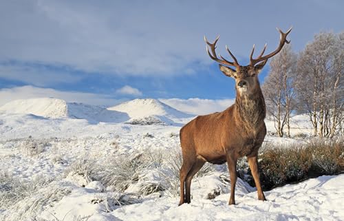 OZLHSP Puzzle ab 1000 Teile Hirsch Tier 75x50cm OZLHSP Puzzle ab 1000 Teile Hirsch Tier 75x50cm von OZLHSP