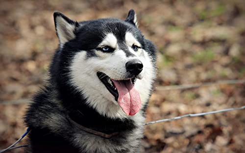 OZLHSP Puzzle ab 1000 Teile Husky-Tier 75x50cm von OZLHSP