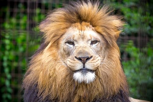 OZLHSP Puzzle ab 1000 Teile Löwe Tier 75x50cm OZLHSP Puzzle ab 1000 Teile Löwe Tier 75x50cm von OZLHSP