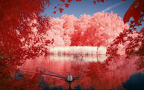 OZLHSP Puzzle ab 1000 Teile Schwanentiere 75x50cm von OZLHSP