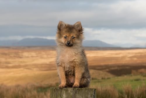 OZLHSP Puzzle ab 1000 Teile Spitz-Welpentiere 75x50cm OZLHSP Puzzle ab 1000 Teile Spitz-Welpentiere 75x50cm von OZLHSP