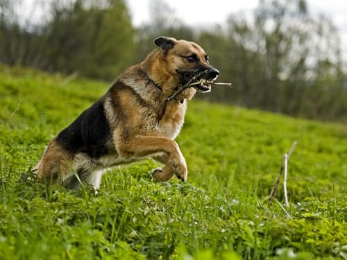 OZLHSP Puzzle ab 1000 Teile Tier 75x50cm OZLHSP Puzzle ab 1000 Teile Tier 75x50cm von OZLHSP