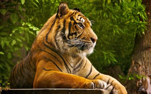 OZLHSP Puzzle ab 1000 Teile Tiger Große Tiere 75x50cm von OZLHSP