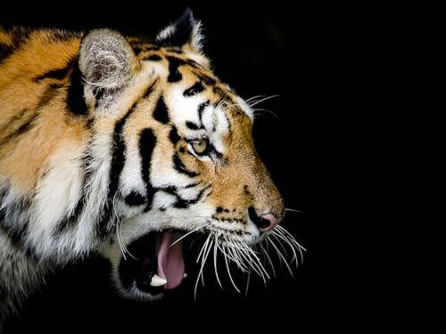 OZLHSP Puzzle ab 1000 Teile Tiger Großkatzen Tier 75x50cm von OZLHSP