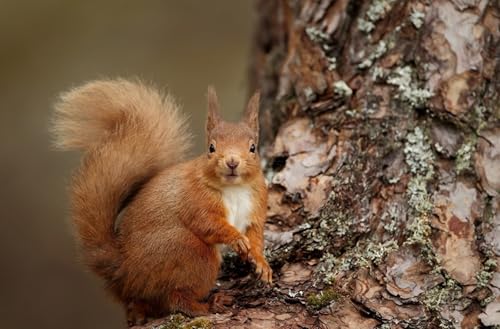 OZLHSP Puzzle ab 1500 Teile Eichhörnchen Tier 87x57cm OZLHSP Puzzle ab 1500 Teile Eichhörnchen Tier 87x57cm von OZLHSP