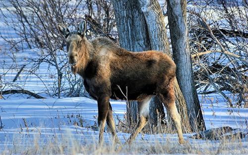 OZLHSP Puzzle ab 1500 Teile Elchtiere 87x57cm von OZLHSP