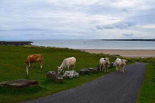 OZLHSP Puzzle ab 1500 Teile Kuh 87x57cm OZLHSP Puzzle ab 1500 Teile Kuh 87x57cm von OZLHSP