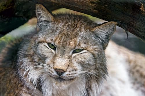 OZLHSP Puzzle ab 1500 Teile Luchs Tier Das 87x57cm OZLHSP Puzzle ab 1500 Teile Luchs Tier Das 87x57cm von OZLHSP